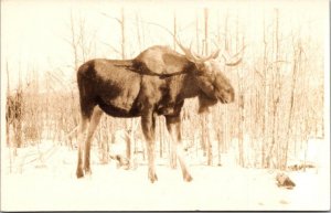 Bull Moose Banff Canada Real Photo