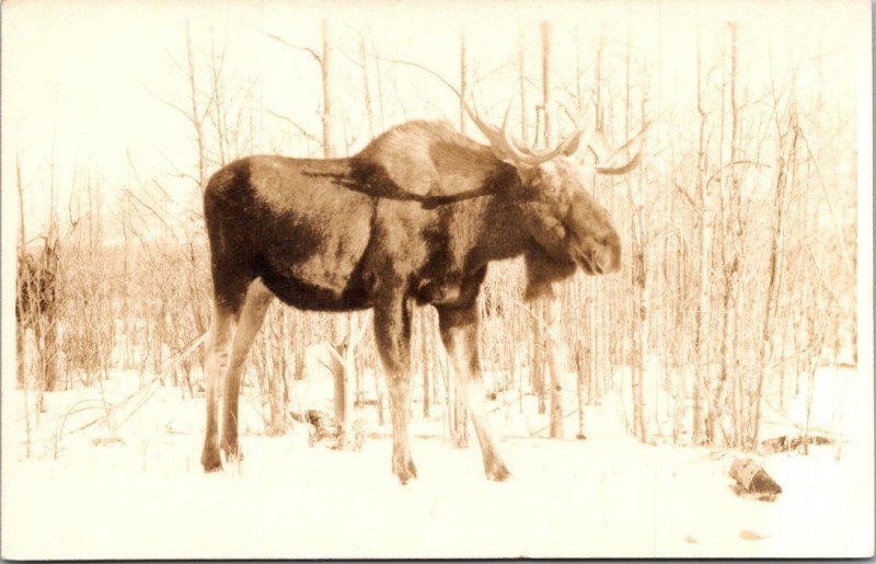 Bull Moose Banff Canada Real Photo