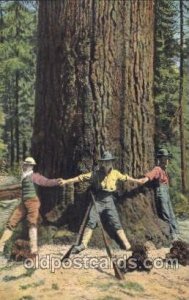 Southern Oregon Sugar Pine, 1909 Alaska - Yukon Pacific Exposition Seattle WA...