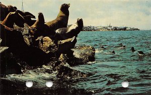 Sea Lions Monterey Peninsula California  