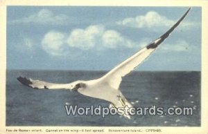 Gannet on the Wing Bonaventure Island Canada Unused 