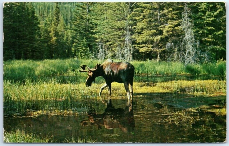 Postcard - Moose (Alces americanus)