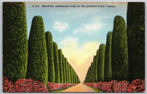 Vtg Florida FL Avenue of Australian Pines Hibiscus 1940s Linen View Postcard