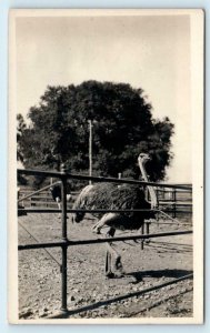 RPPC Mystery Location OSTRICH FARM c1910s Probably CA or FL c1910s Postcard