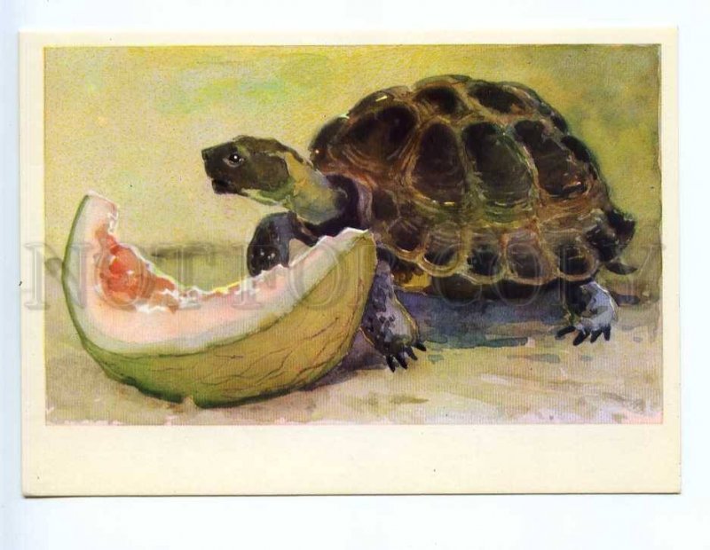 237676 RUSSIA GAMBURGER turtle Tortoise eating melon old