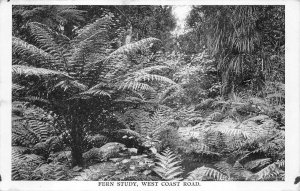 FERN STUDY WEST COAST ROAD NEW ZEALAND POSTCARD (c. 1910)