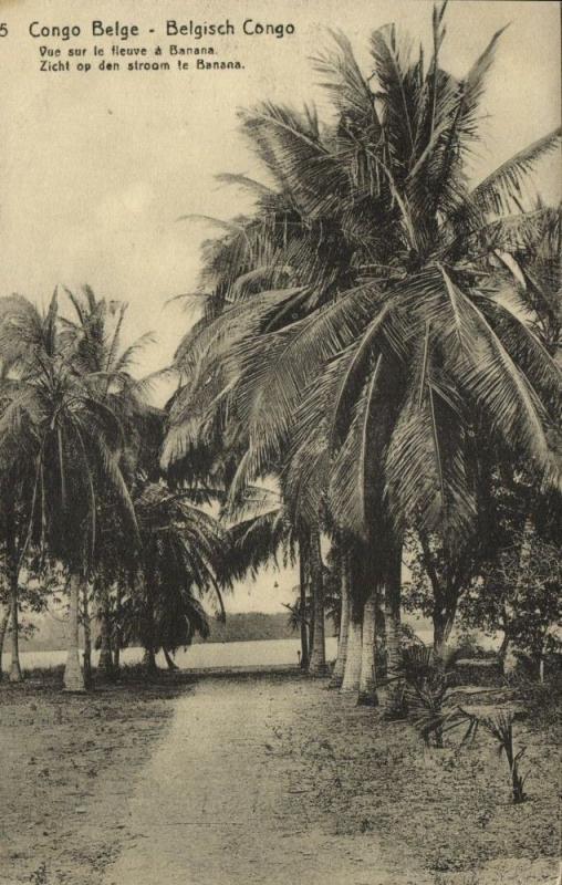 belgian congo, BANANA BANANE, View on Congo River, Palm (1920s) Postcard (05)