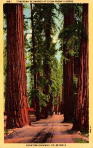 California Redwood Highway Towering Redwoods At Richardson's Grove 1950 ...