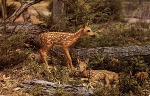 Baby Fawns