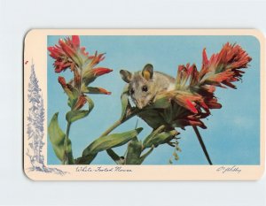 Postcard White-Footed Mouse (Peromyscus leucopus)