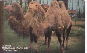 Ohio Toledo Camels In Walbridge Park Zoo