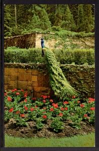 Peacock,Bird,Luthran Brotherhood,Minneapolis,MN