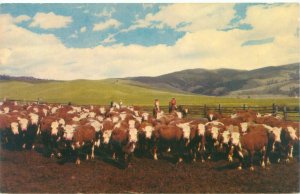 Herd of Hereford Cattle in a Corral,  Cowboys on Horses, Chrome  Postcard Unused