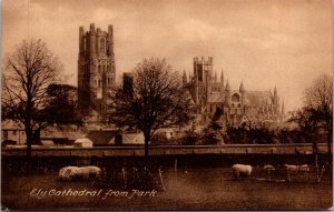 Vtg Ely Cathedral from Park Sheep Cambridgeshire England Postcard