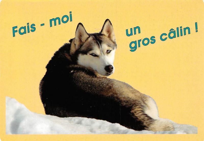 Fais Moi Un Gros Calin Dog Chien Hund Hippostcard