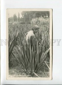 3169449 ADJARA Types Phormium New Zealand flax Vintage PHOTO PC