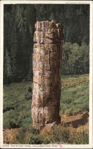 Yellowstone Park Wyoming WY Petrified Tree 10769 Detroit Pub c1910 Postcard