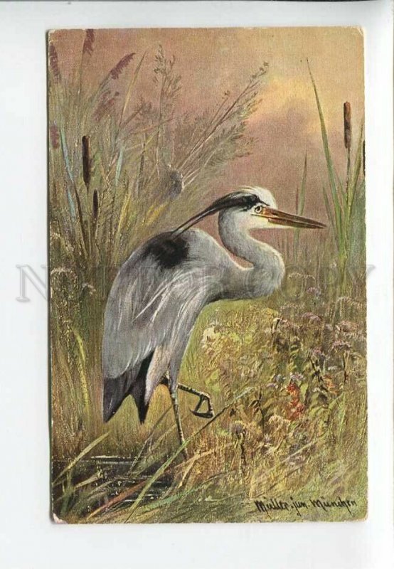 3182872 Bird hunting heron by MULLER vintage postcard