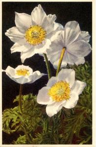 Flowers -   Alpine Anemone                            (Thor & Gyger #1701)