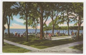 Clearwater Beach Trees Clearwater Florida linen postcard