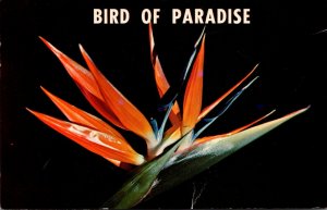 Flowers The Bird Of Paradise