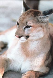 Vintage Postcard The Florida Panther Endangered Large Mammals Sierra Club FL