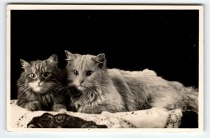 2 Cats Kittens RPPC Real Photo Postcard Vintage  Amsterdam A Vigevano Cute