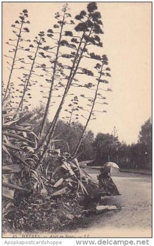 france Hyeres Aloes en fleurs