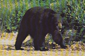 Virginia Shenandoah National Park Black Bear Ursus Americana