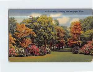 Postcard Rhododendrons Beardsley Park Bridgeport Connecticut USA