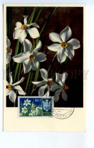 420420 SAN MARINO 1953 year flower narcissus maximum card
