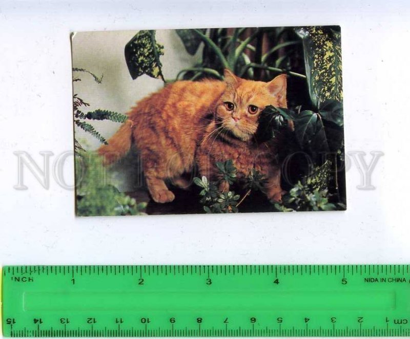 259590 Russia CAT Pocket CALENDAR 1995 year