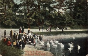 Jamaica Plain Massachusetts MA Feeding Swans c1900s-10s Postcard