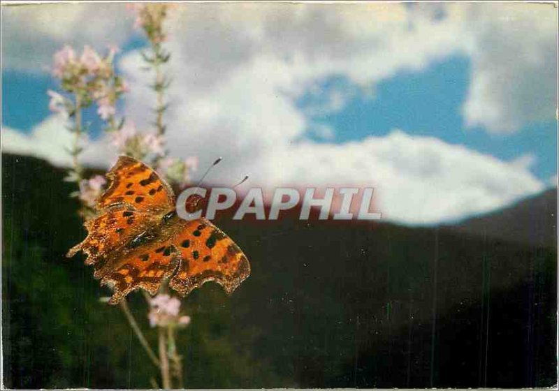 Postcard Modern Butterfly Polygonia C Album Robert the Devil