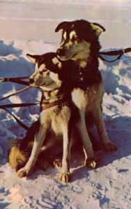 Dogs -  Husky Sled Dogs