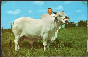 Florida is reowned for its fine Brahma Bull Cattle Chrome 1950s-1970s