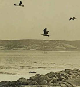 RPPC Seascape Flying Seagulls Boats Building c1910 Real Photo Postcard G15