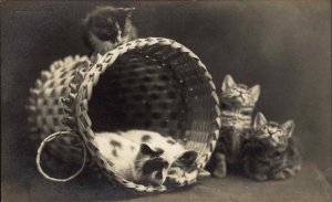 Kittens Cats in Wicker Basket c1910 Real Photo Postcard 