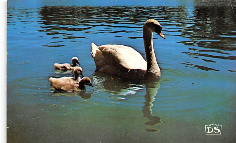 Mother Swan & Cynets on Avon River Stratford, Ontario, Canada 1982 