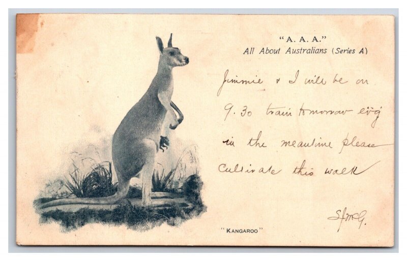 AAA All About Australia Kangaroo 1904 UDB Postcard S3