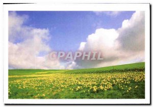 Postcard Modern Save our Daffodils landscapes on the Haute Loire trays