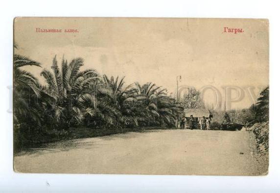 137938 Caucasus Abkhazia GAGRA Palm Alley Gagry Vintage PC