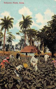 Tobacco Field Workers Cuba 1910c postcard