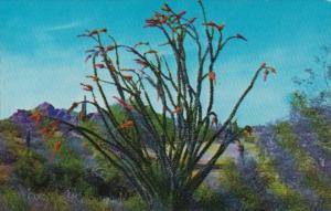 Cactus Ocotilla Cactus