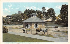 Camels, Park Mansion, Druid Hill Park Baltimore, Maryland MD Postcards