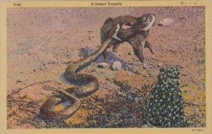 A Desert Ragedy Rattlesnake Attacking Rabbit Arizona Curteich