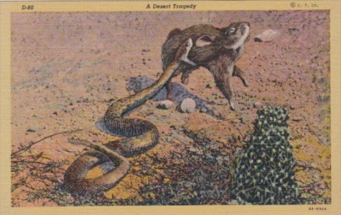 A Desert Ragedy Rattlesnake Attacking Rabbit Arizona Curteich