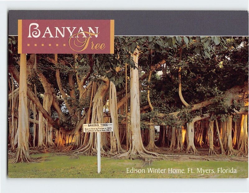 Postcard Banyan Tree, Edison Winter Home, Fort Myers, Florida