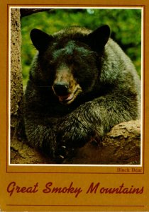 Black Bear In The Great Smoky Mountains 1988
