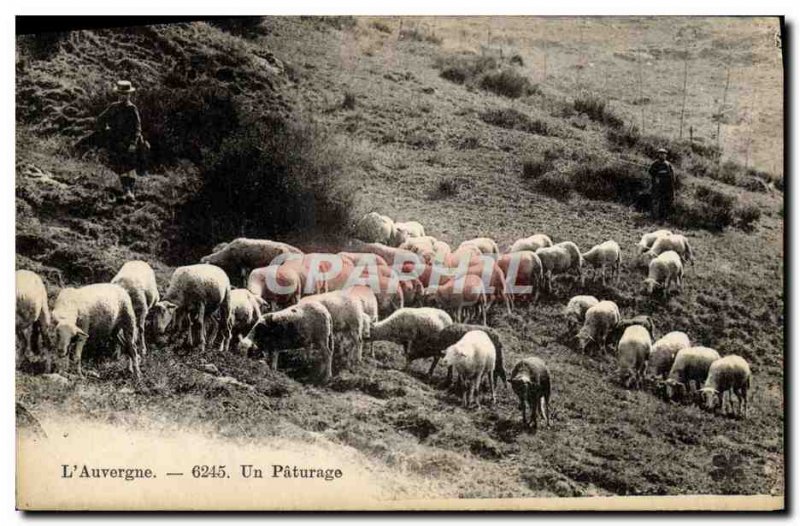 Old Postcard Auvergne A pasture Sheep Shepherds